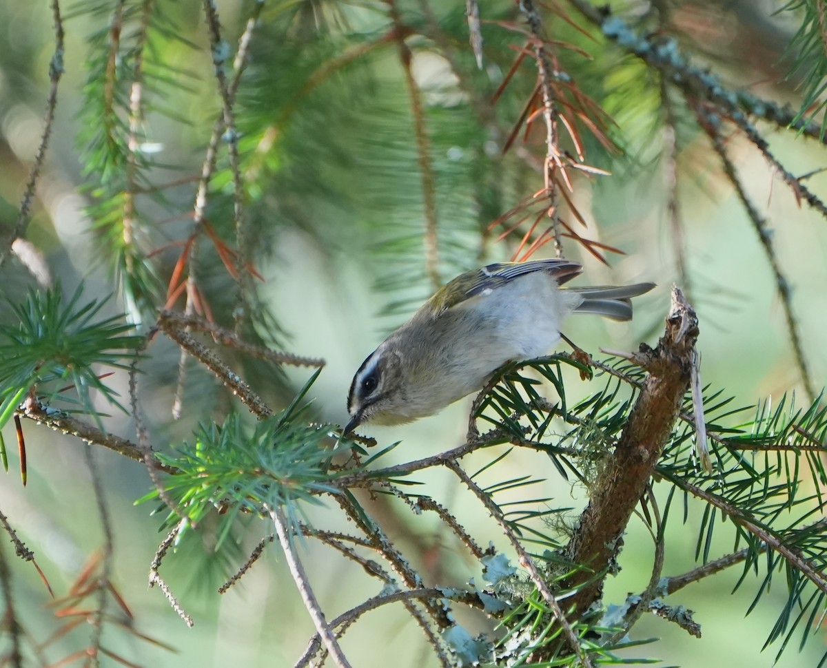 Golden-crowned Kinglet - ML646160898