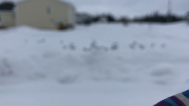 Snow Bunting - ML646160899