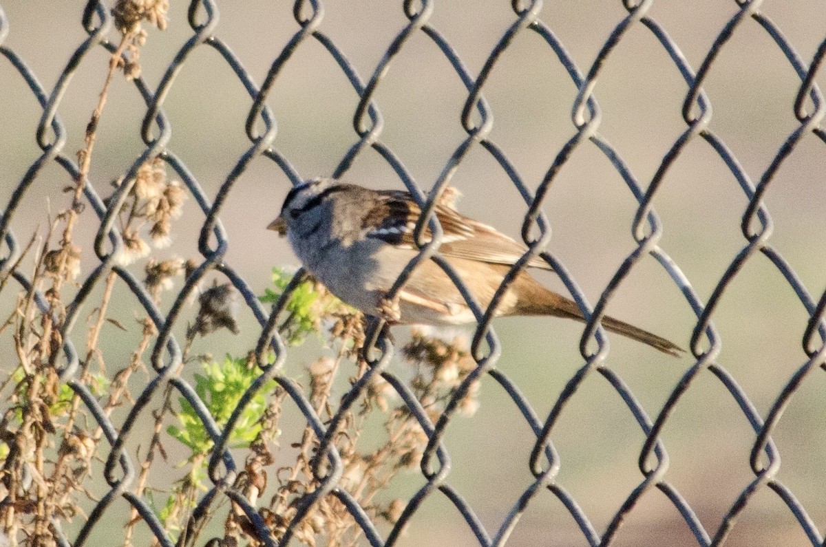 White-crowned Sparrow - ML646160900