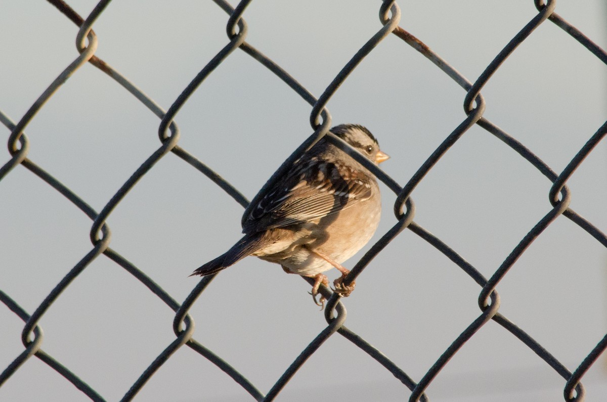 White-crowned Sparrow - ML646160901