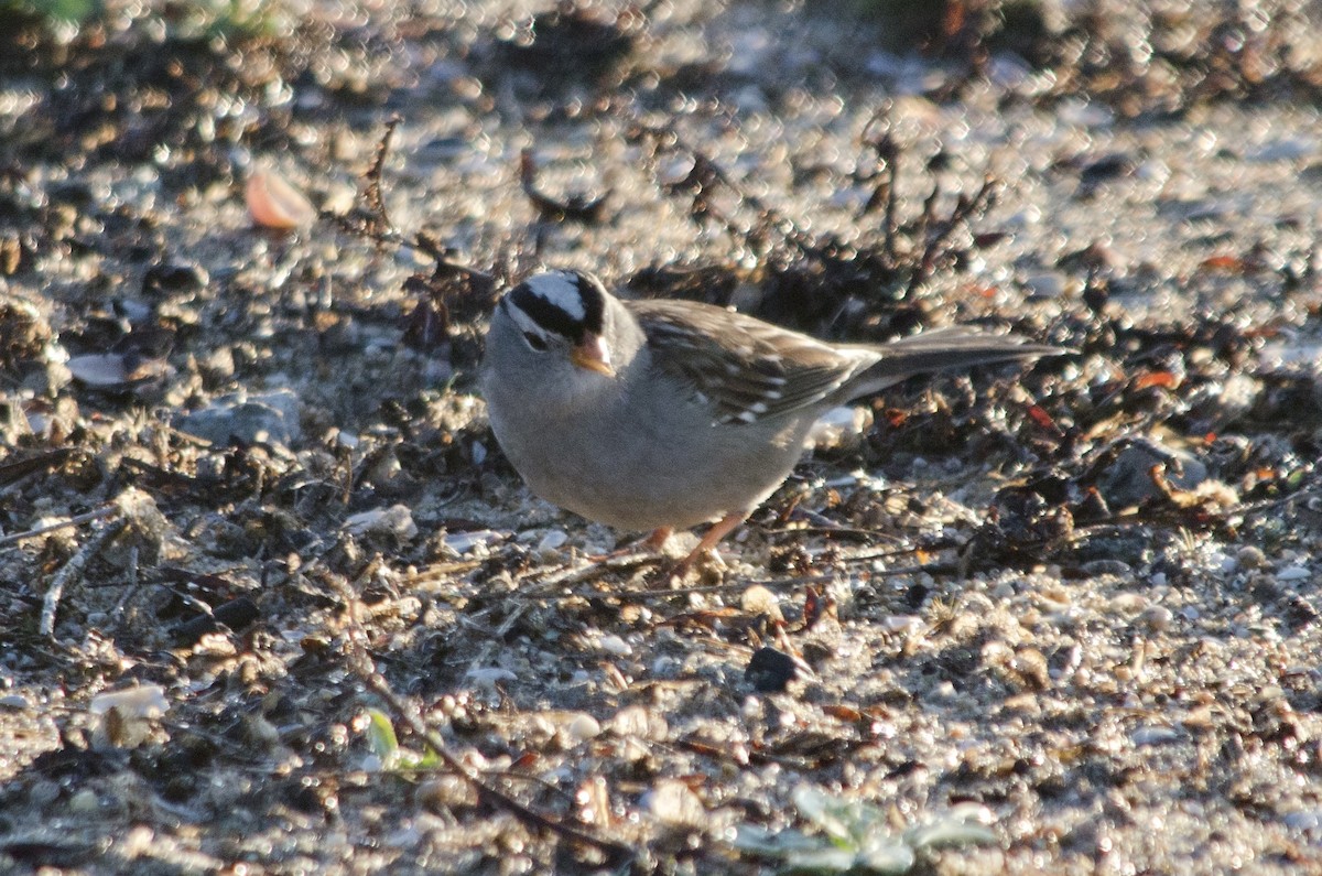 White-crowned Sparrow - ML646160902