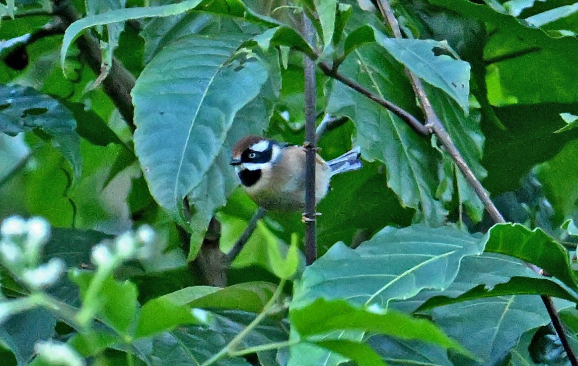 Black-throated Tit - ML646160903
