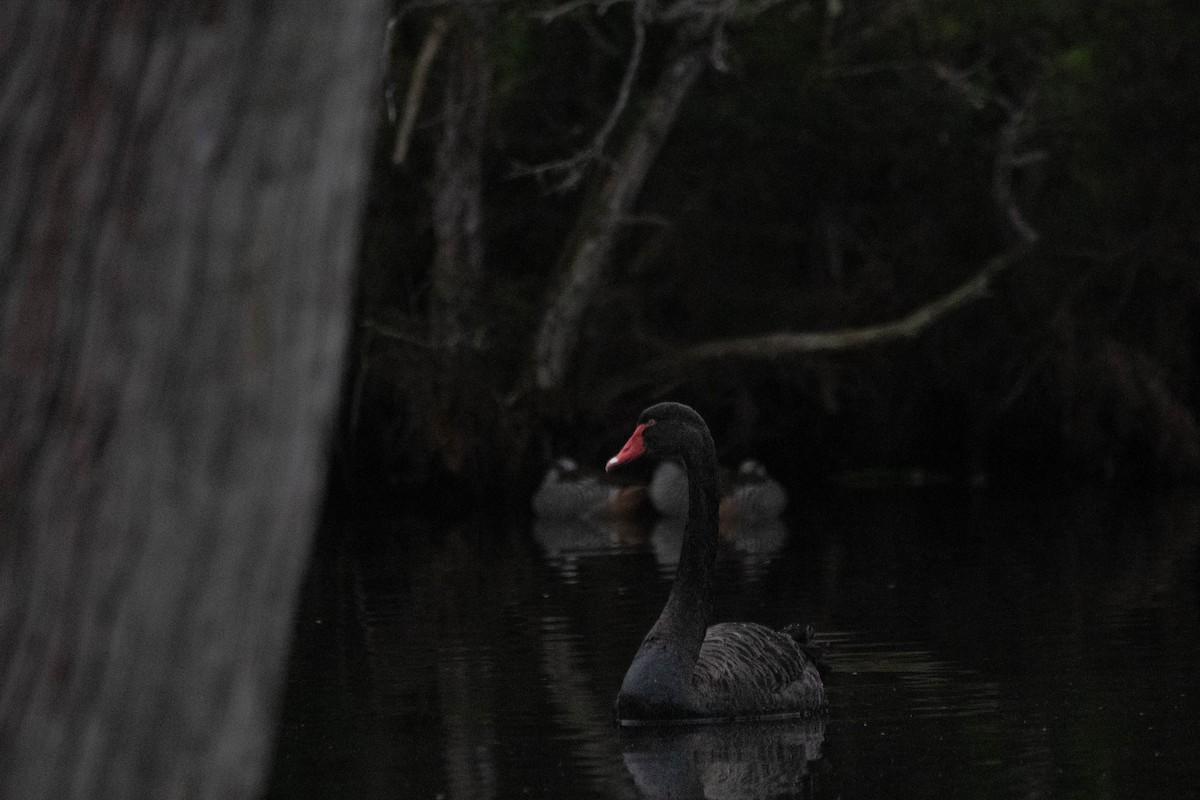 Black Swan - ML646160904