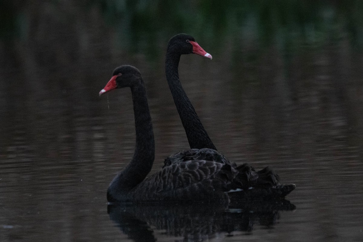 Black Swan - ML646160906