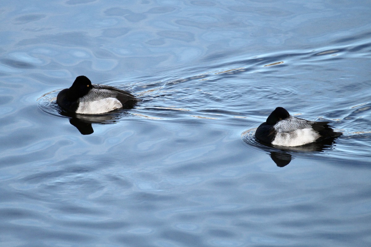 Lesser Scaup - ML646160907