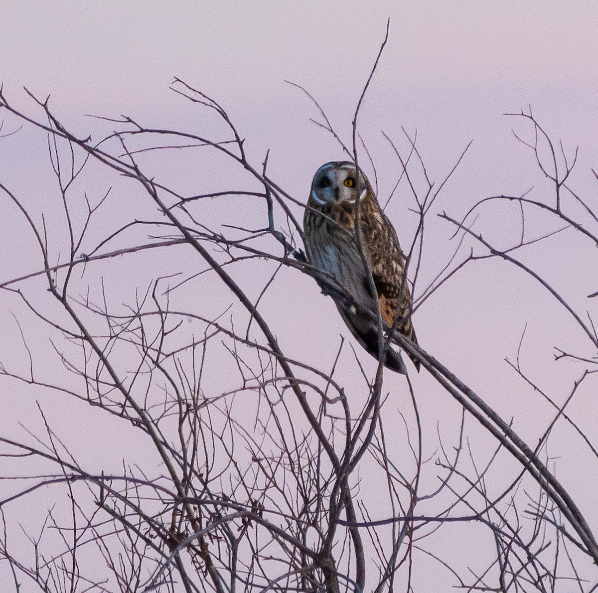 Short-eared Owl - ML646160908