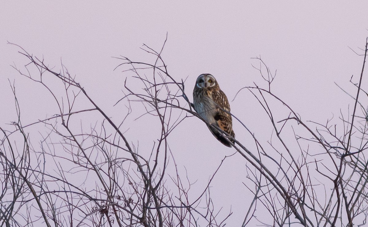 Short-eared Owl - ML646160909