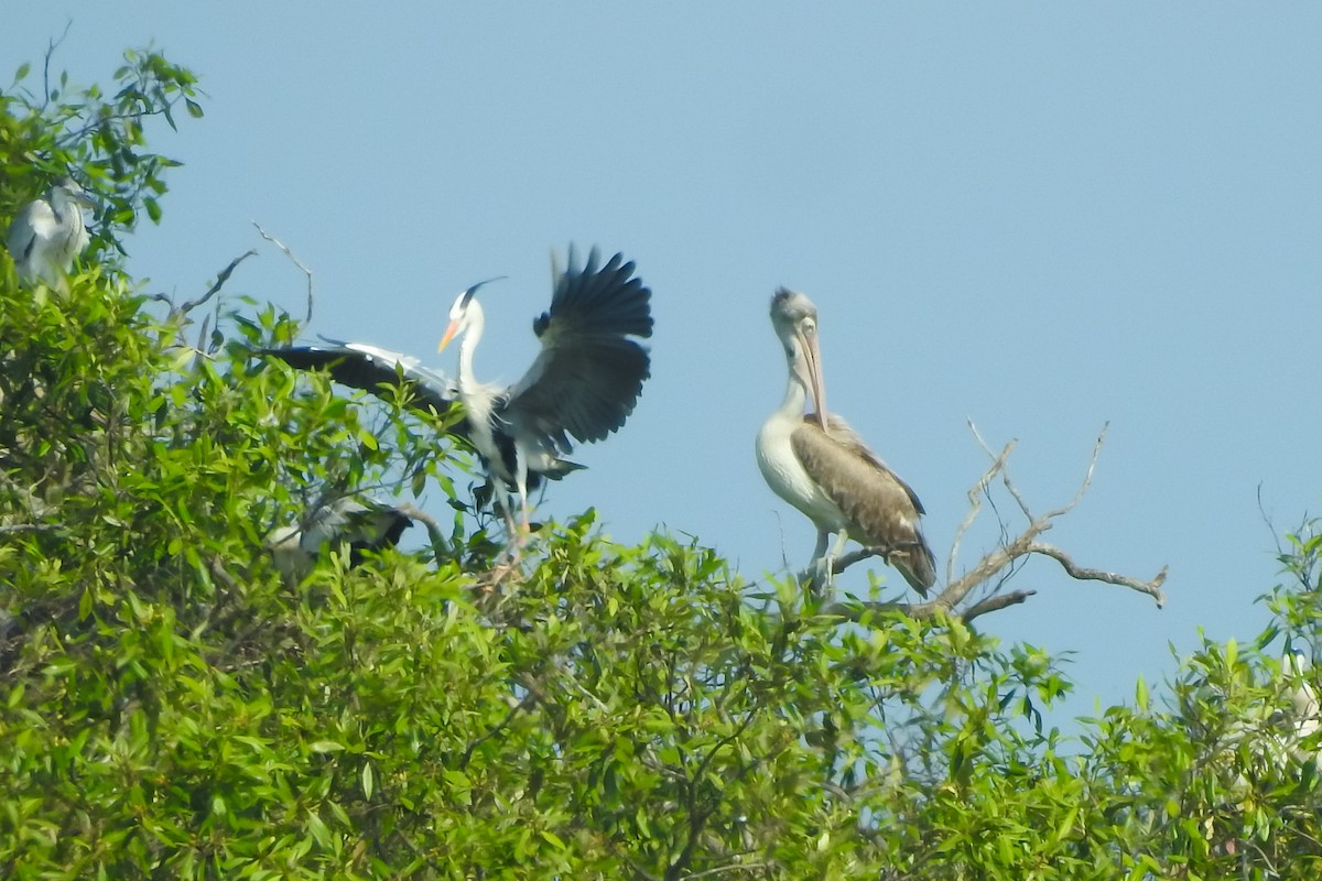 Пестроклювый пеликан - ML646160910