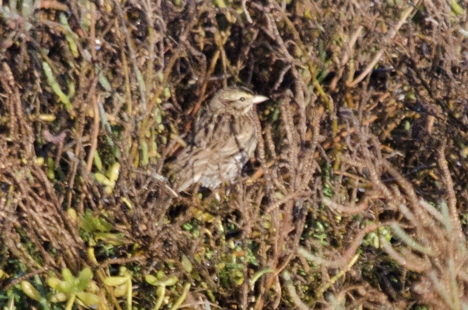 Savannah Sparrow - ML646160911
