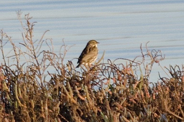 Savannah Sparrow - ML646160912