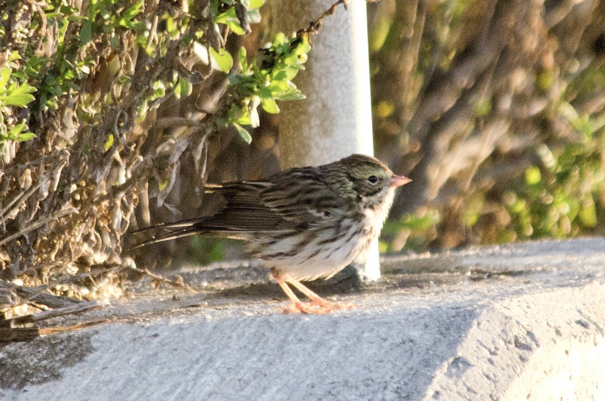 Savannah Sparrow - ML646160913