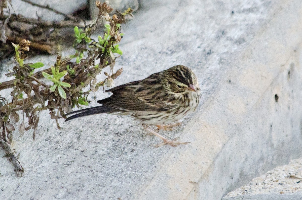 Savannah Sparrow - ML646160914