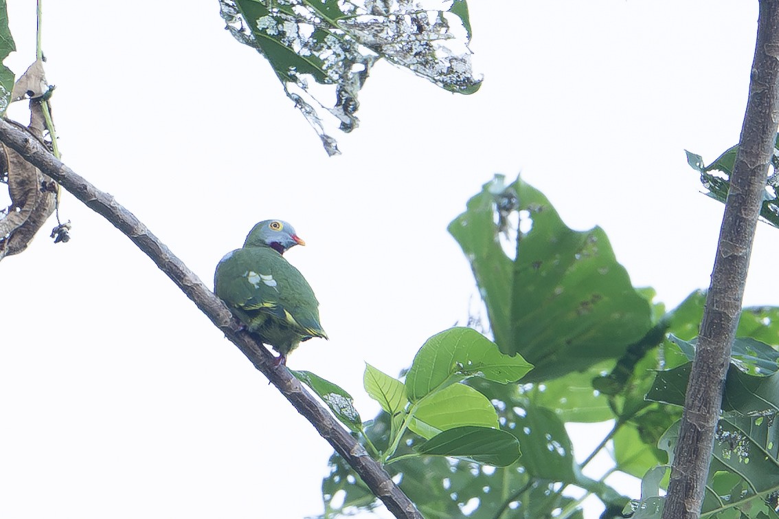 Claret-breasted Fruit-Dove - ML646160916