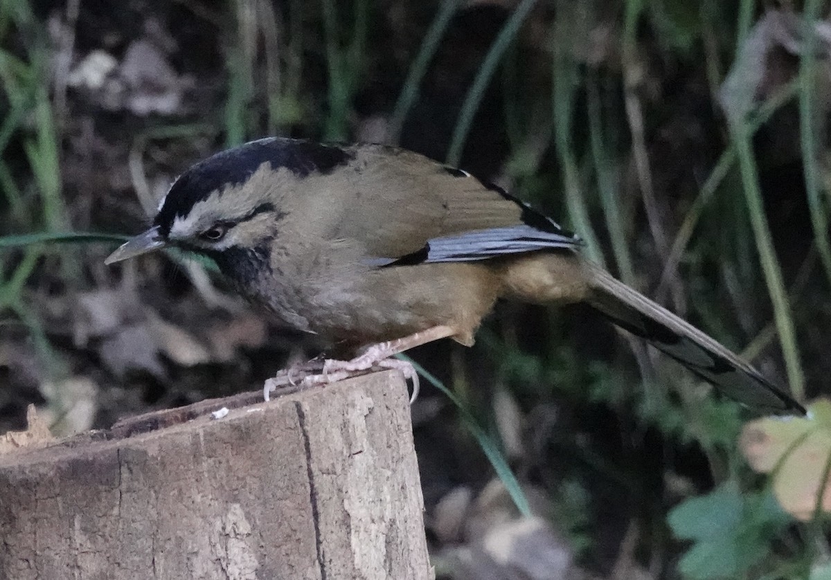 Moustached Laughingthrush (Western) - ML646160917