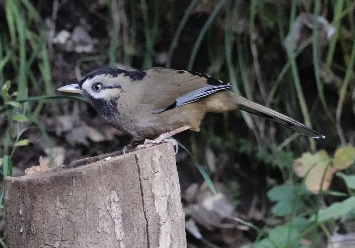 Moustached Laughingthrush (Western) - ML646160918