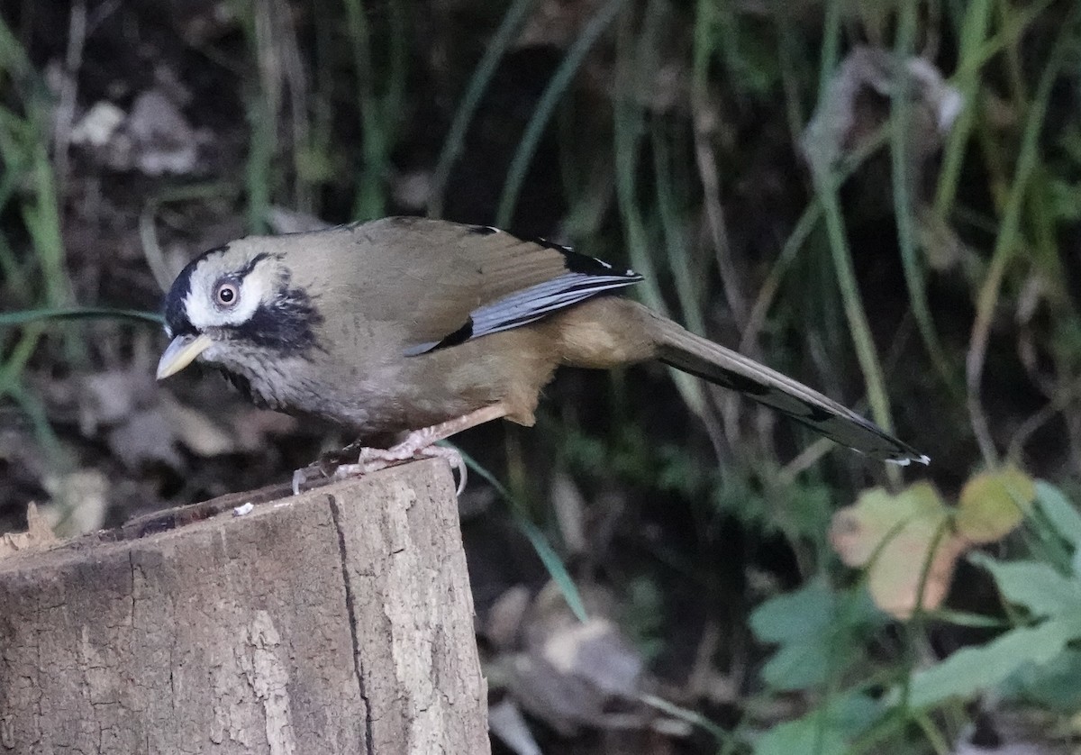 Moustached Laughingthrush (Western) - ML646160919