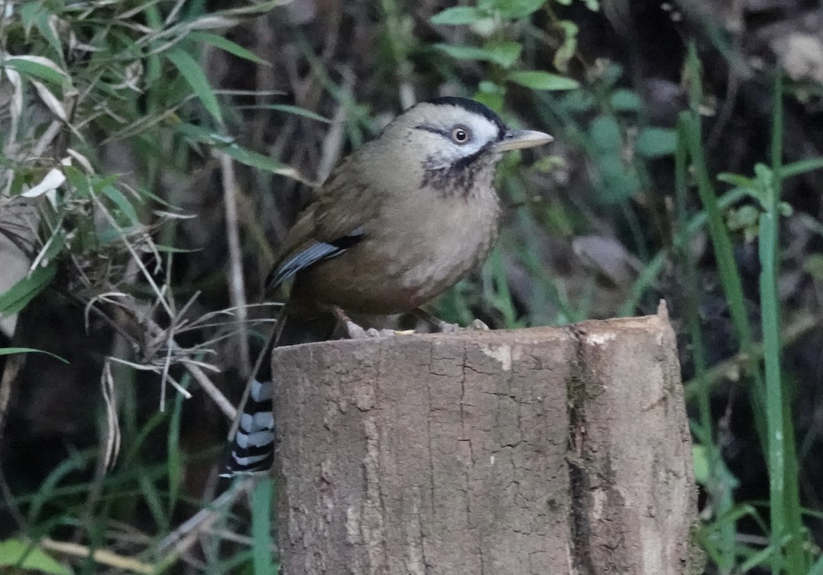 Moustached Laughingthrush (Western) - ML646160920