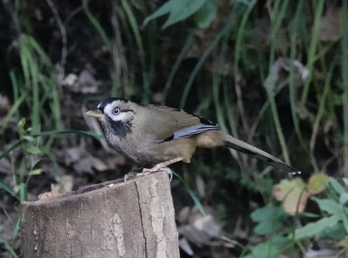 Moustached Laughingthrush (Western) - ML646160921