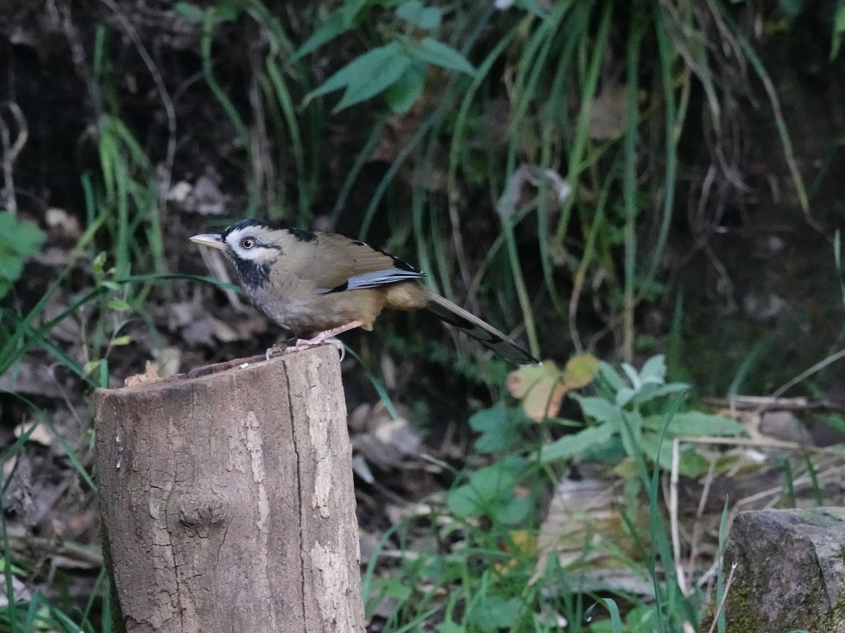 Moustached Laughingthrush (Western) - ML646160922