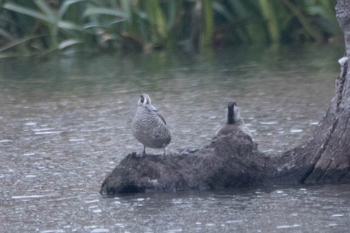 Pink-eared Duck - ML646160924