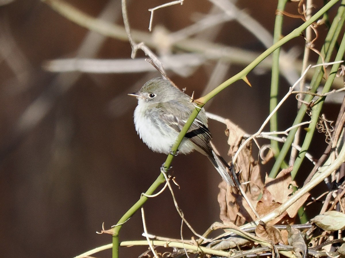 Least Flycatcher - ML646160925