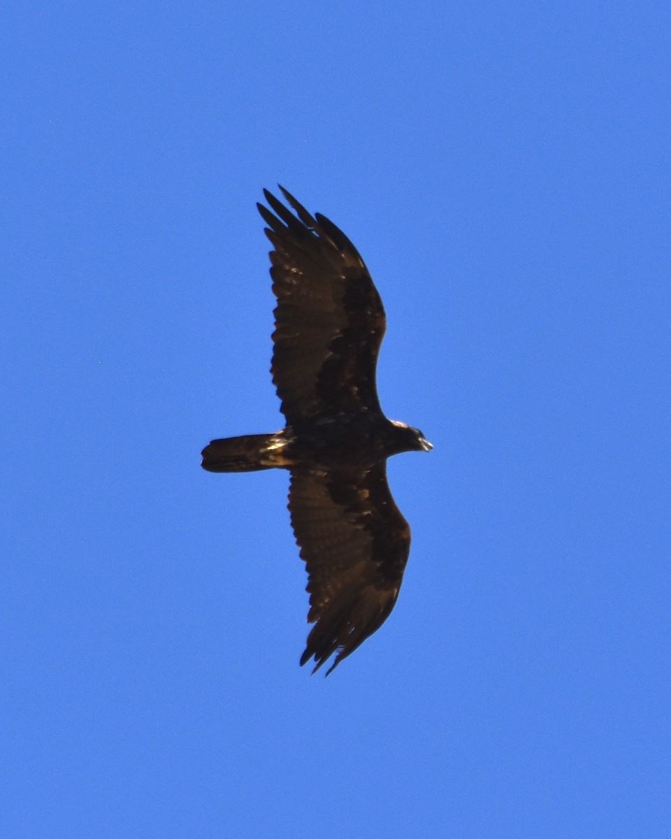 Golden Eagle - ML646160926
