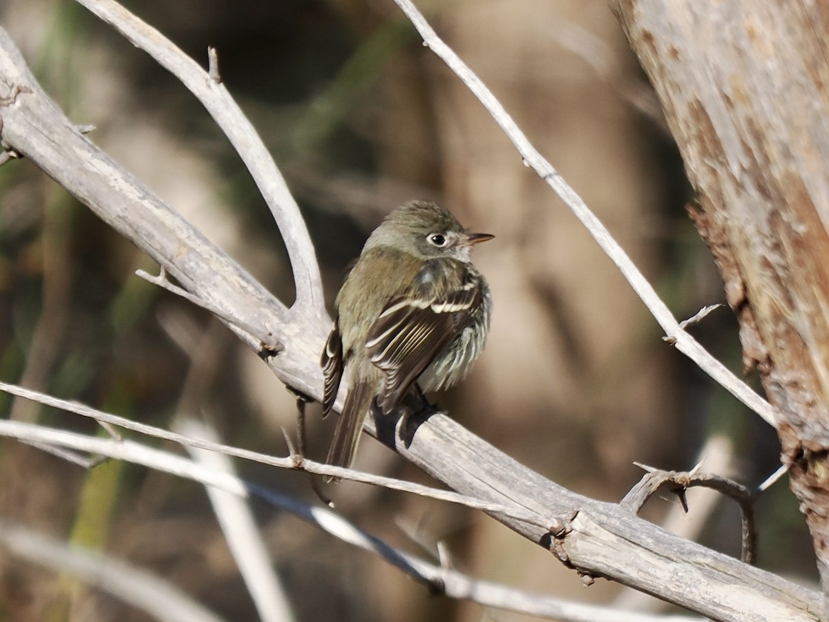 Least Flycatcher - ML646160927