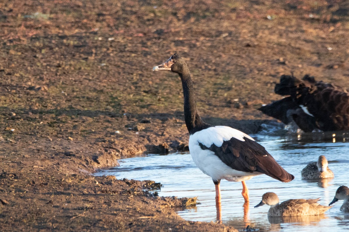 Magpie Goose - ML646160930
