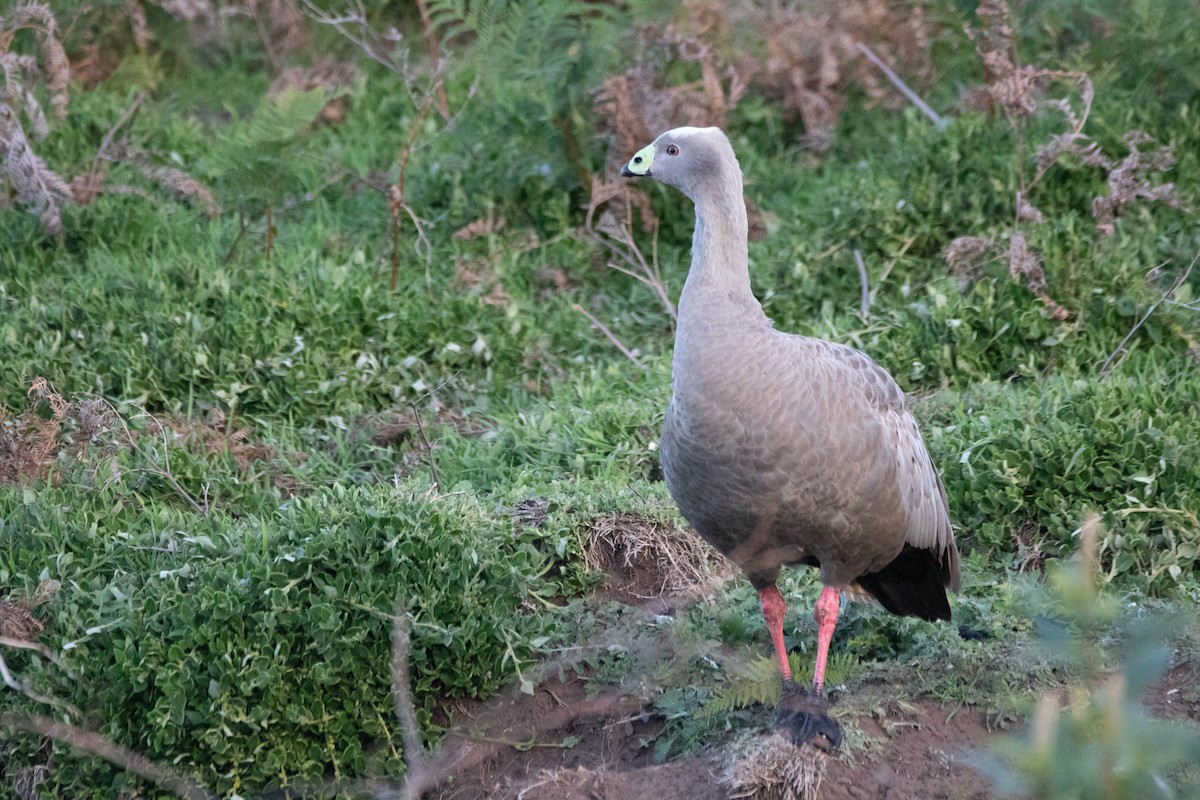 Cape Barren Goose - ML646160937