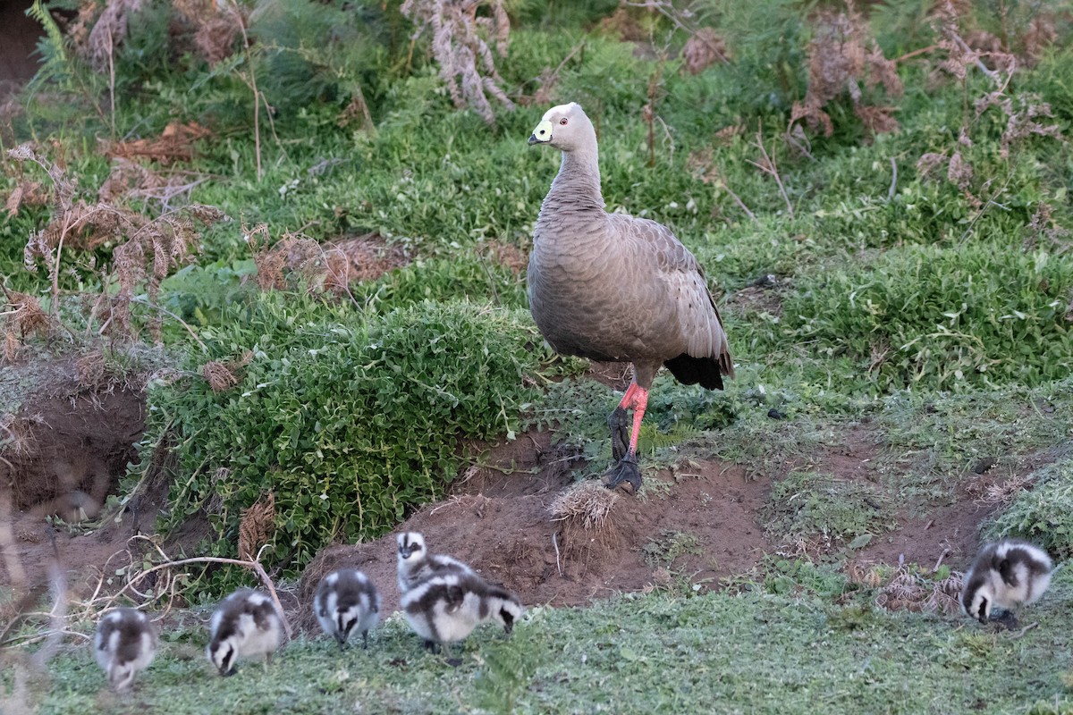 Cape Barren Goose - ML646160938