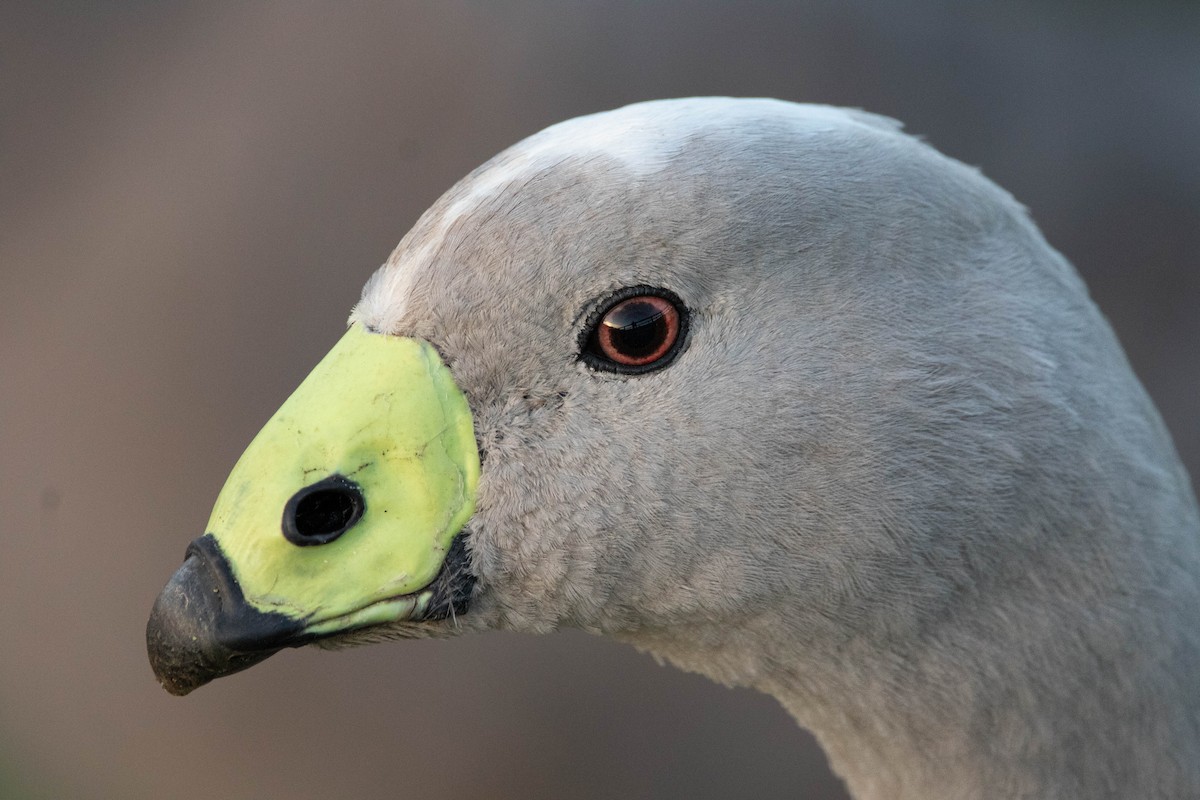 Cape Barren Goose - ML646160939