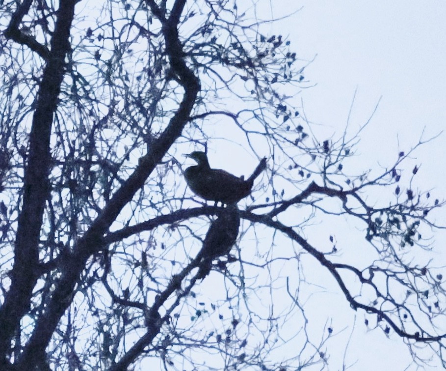 Great Cormorant - ML646160940