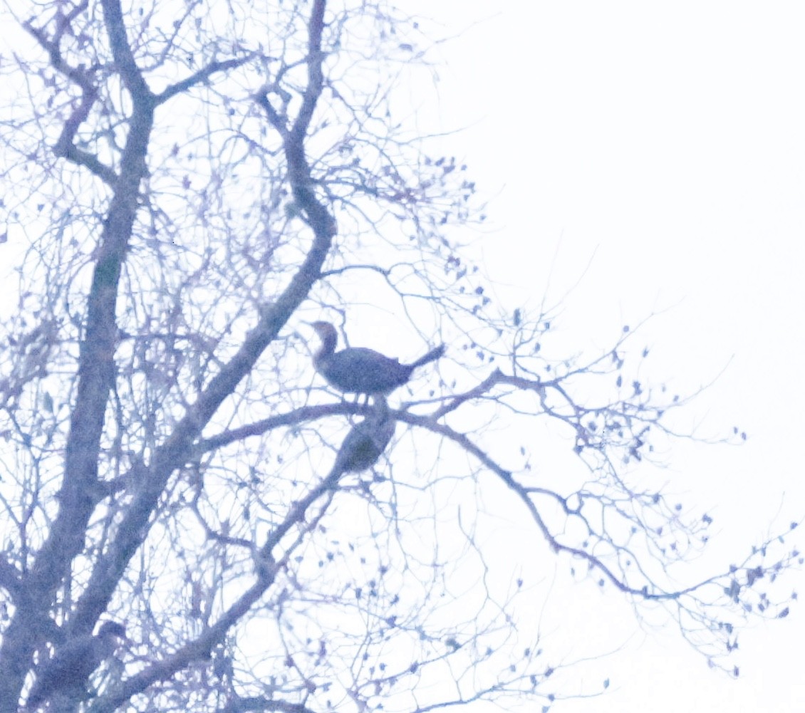 Great Cormorant - ML646160941