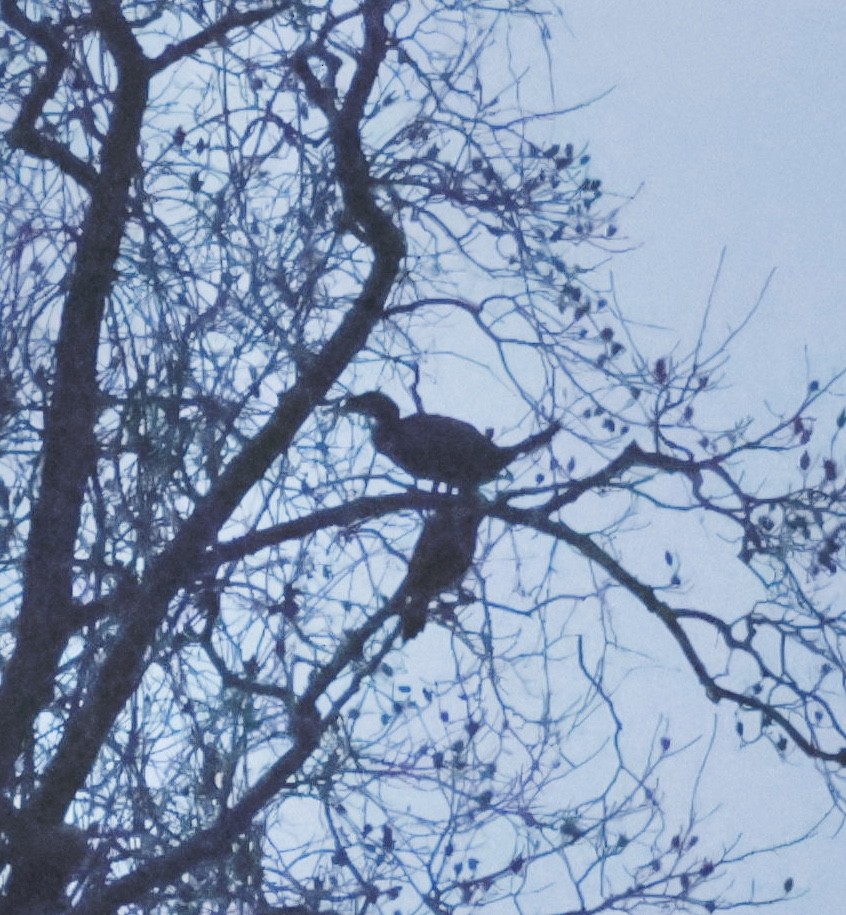 Great Cormorant - ML646160943