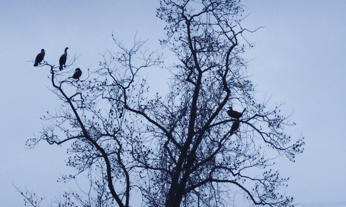 Great Cormorant - ML646160944