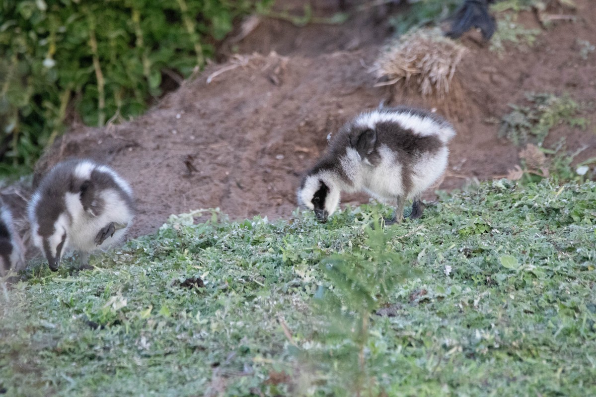 Cape Barren Goose - ML646160945