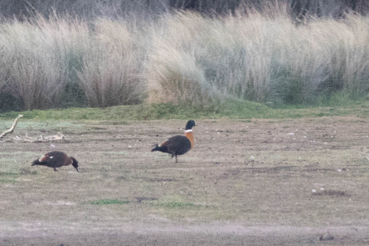 Casarca australiana - ML646160948