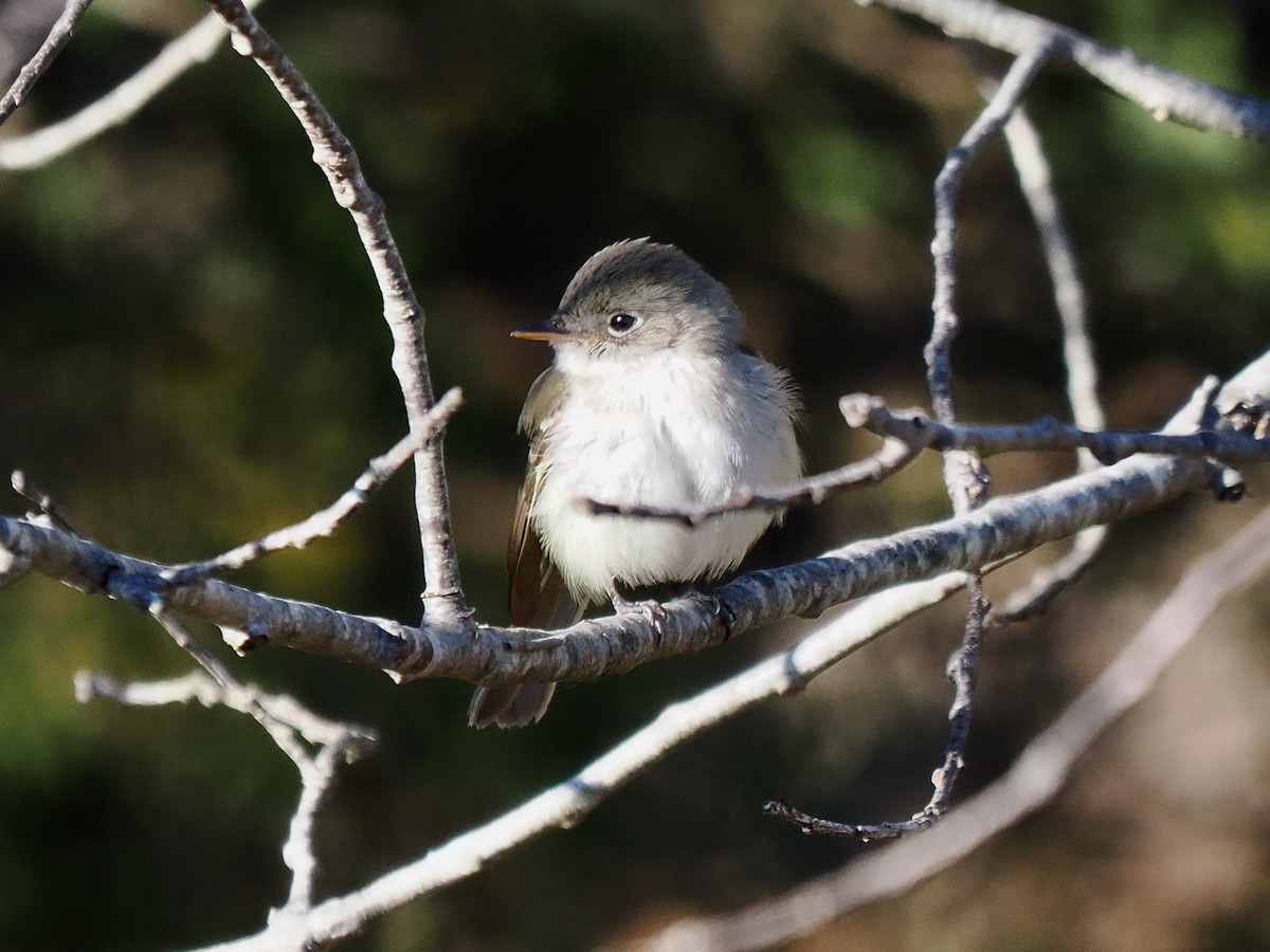 Least Flycatcher - ML646160959