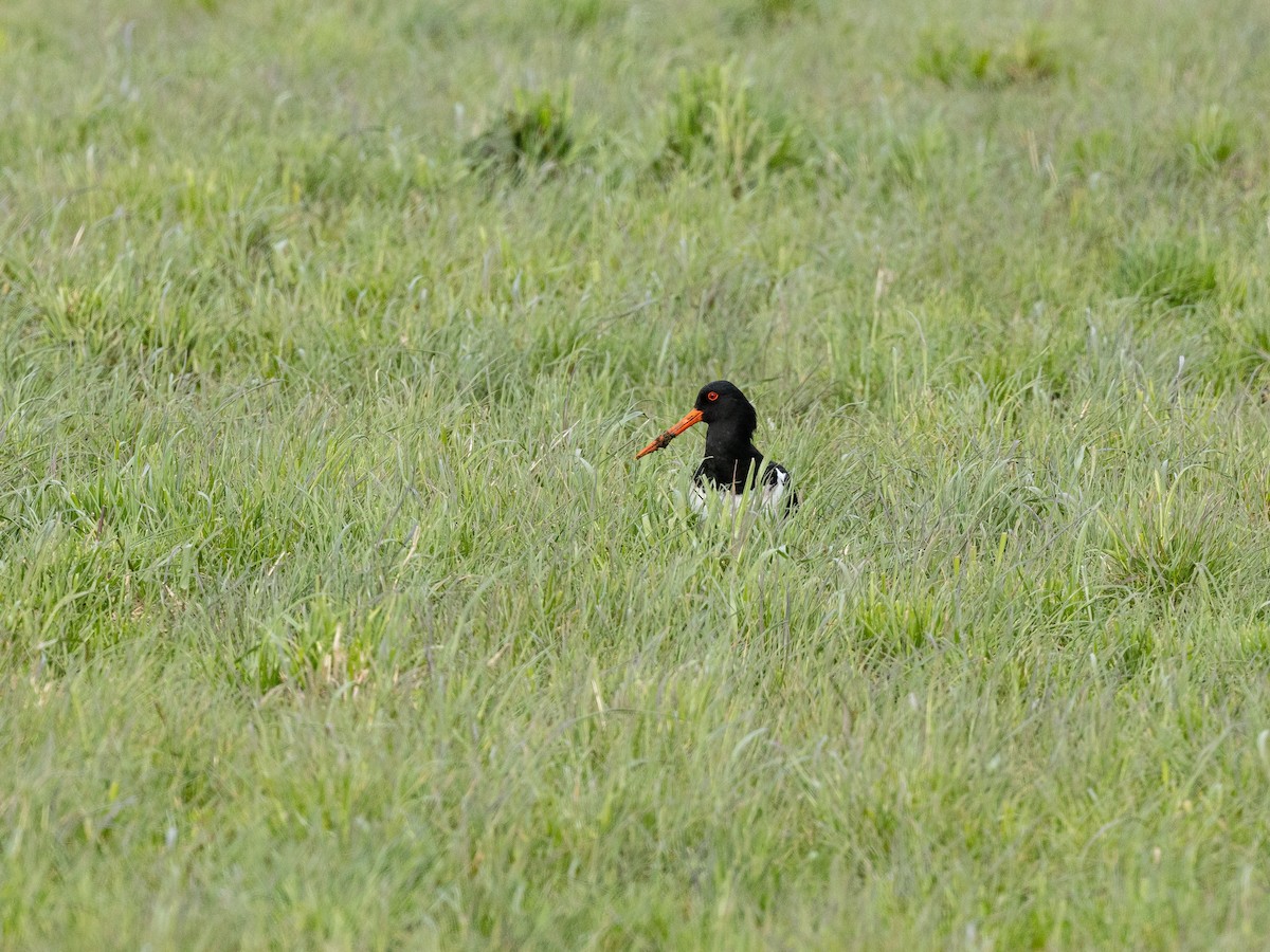 South Island Oystercatcher - ML646160961