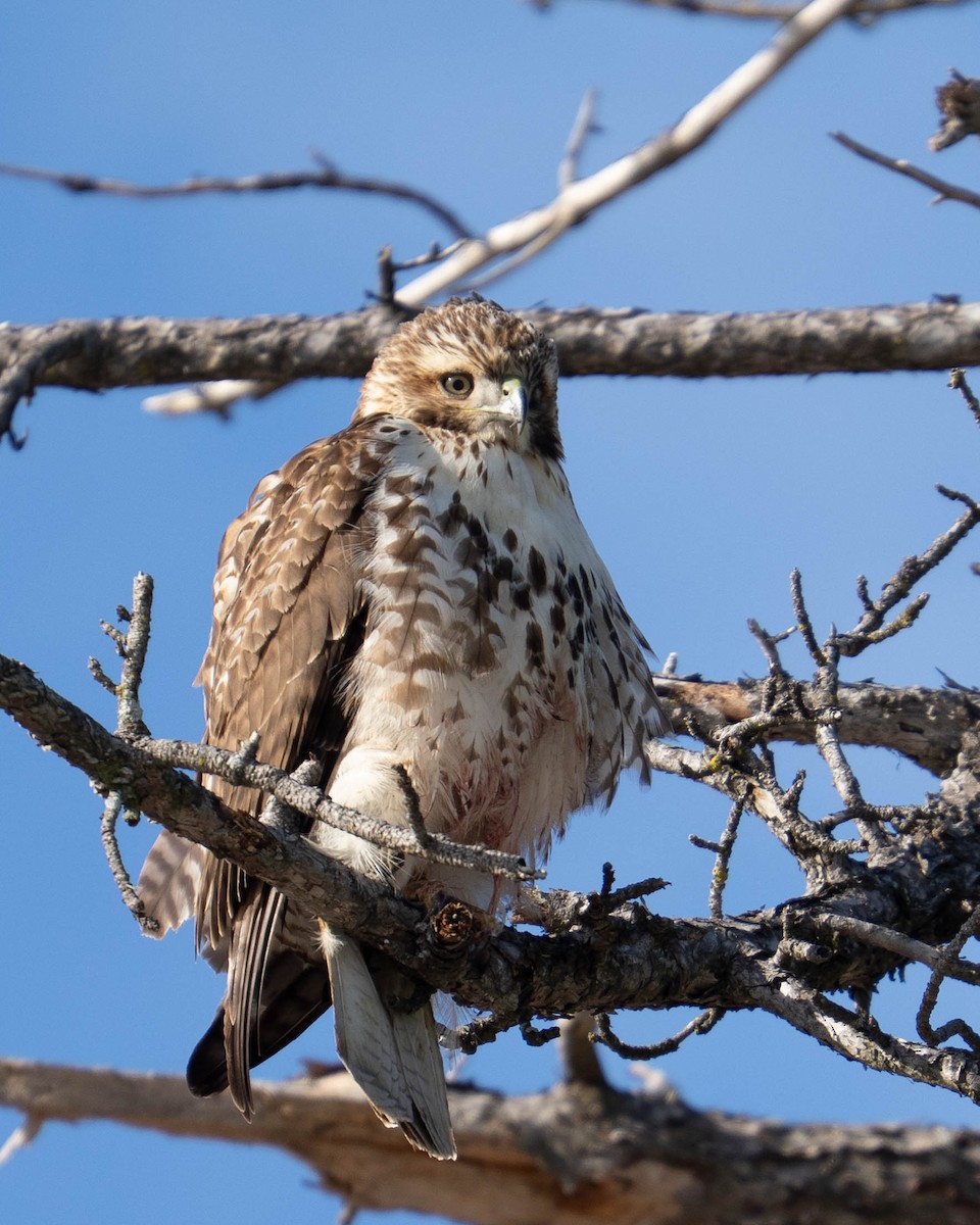 Red-tailed Hawk - ML646160973