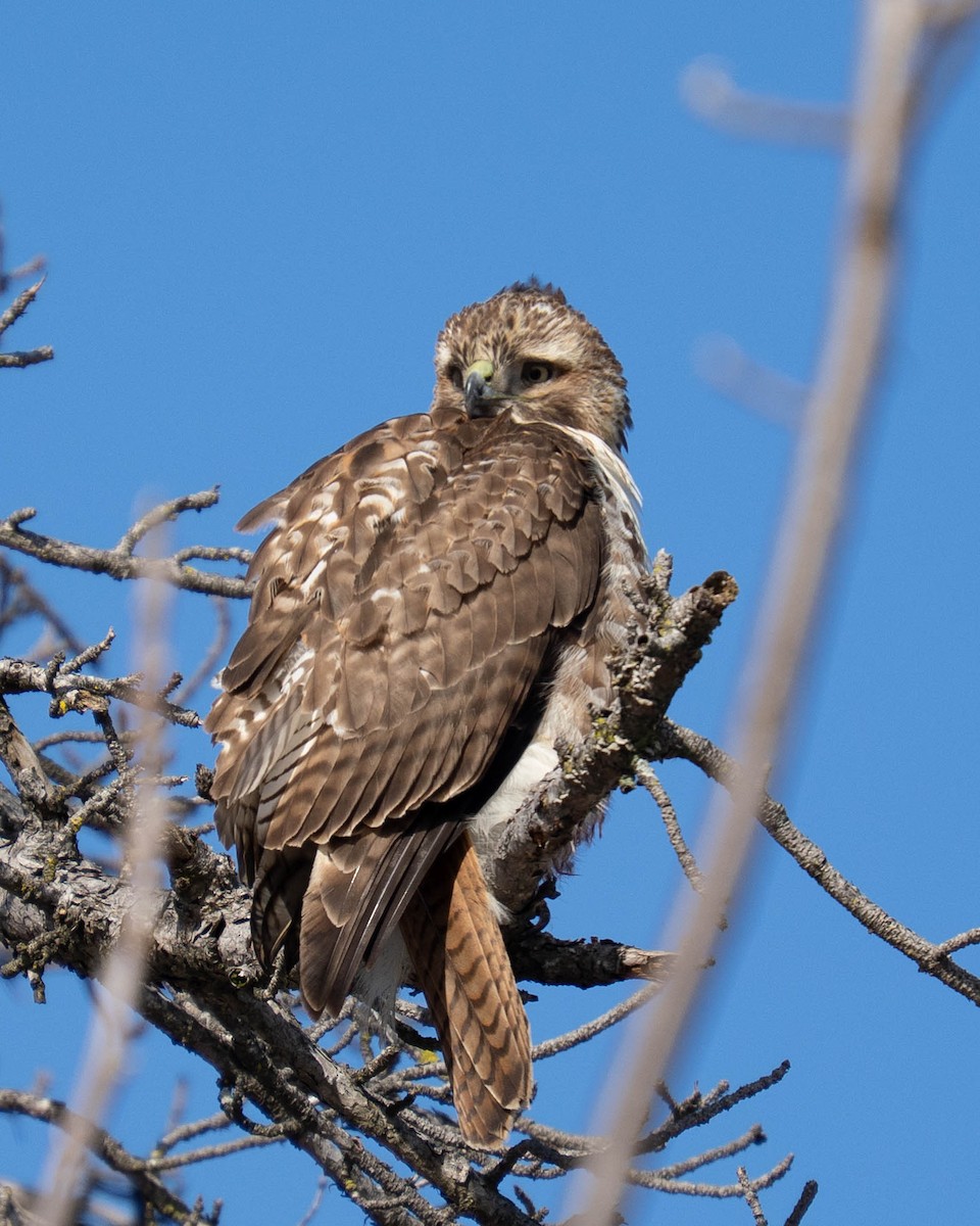Red-tailed Hawk - ML646160974