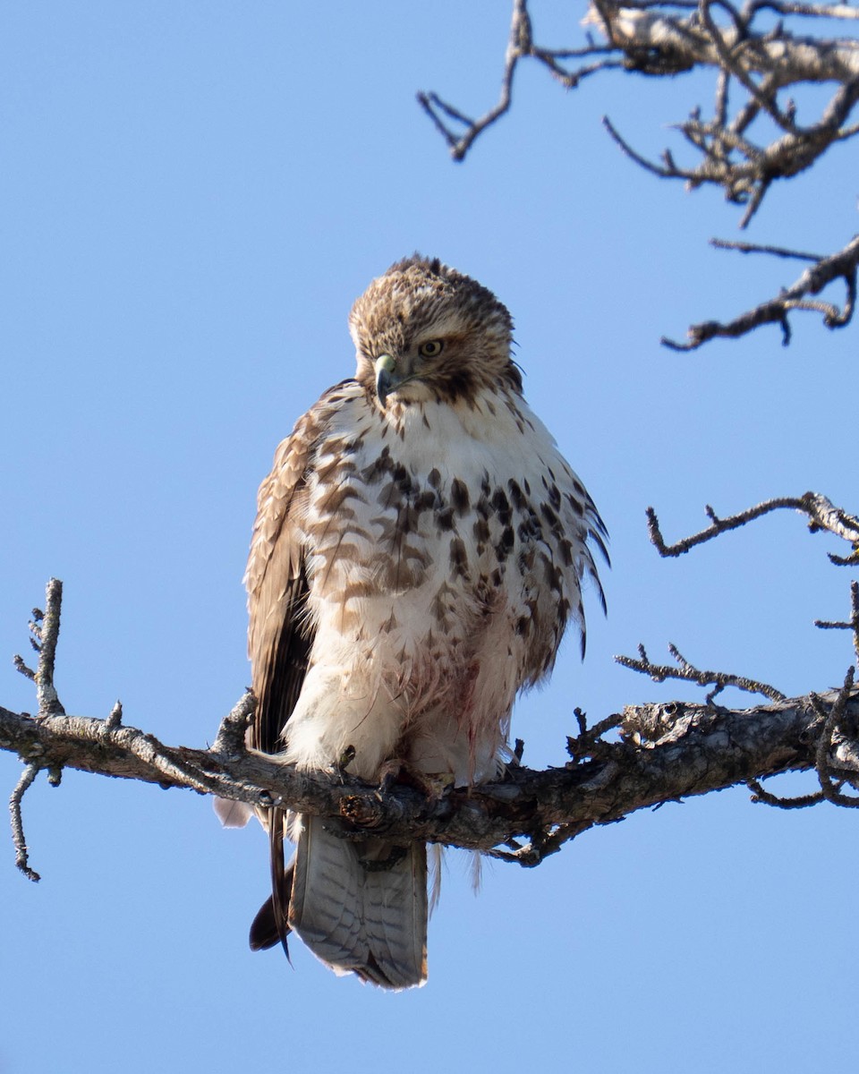 Red-tailed Hawk - ML646160975