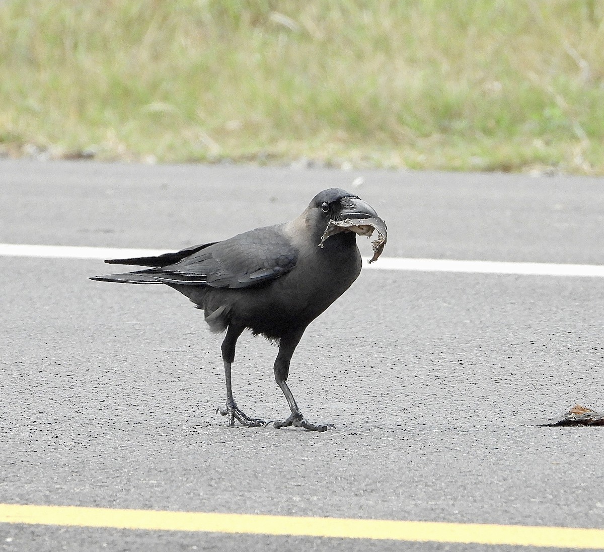 vrána domácí - ML646160978