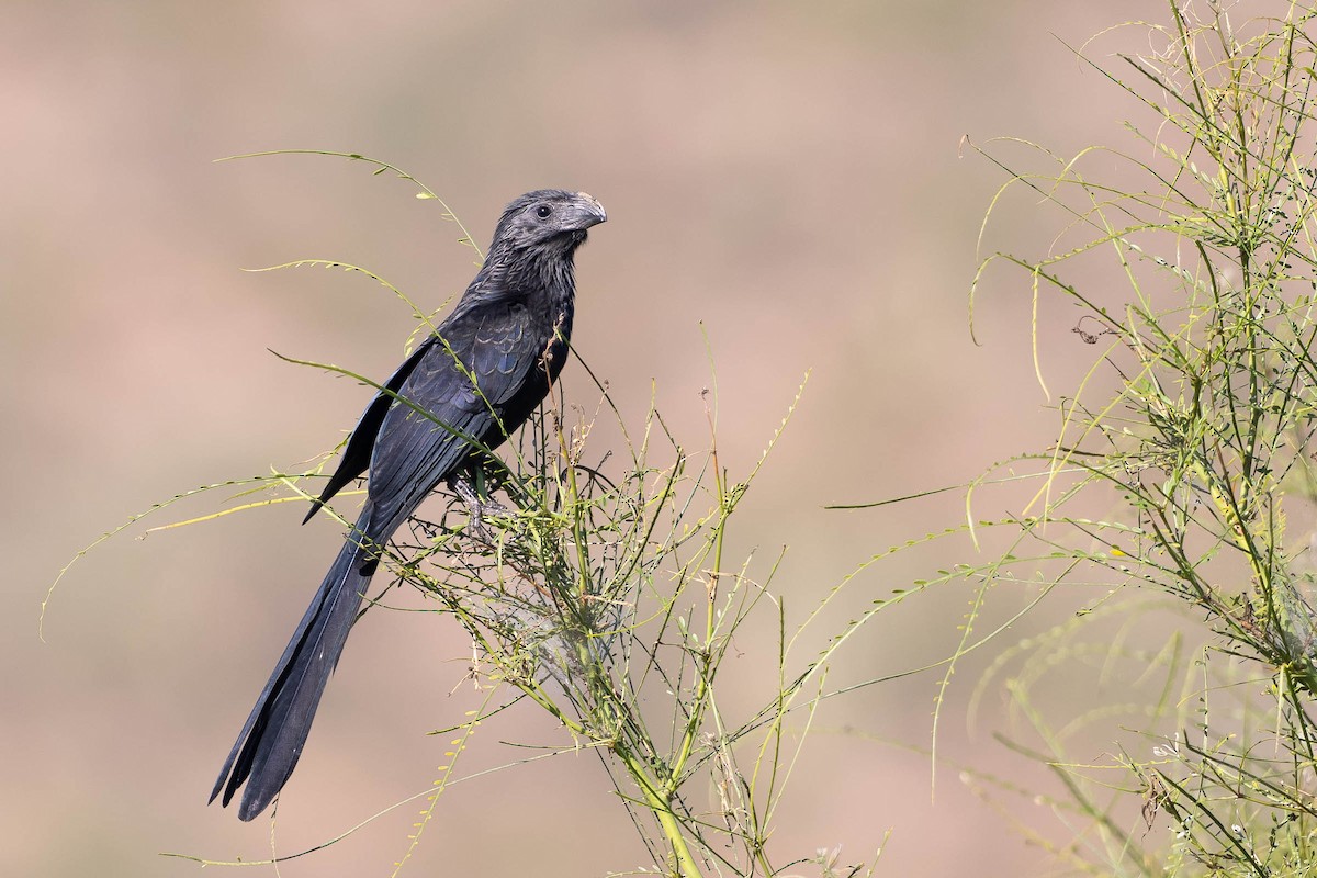 Groove-billed Ani - ML646160979