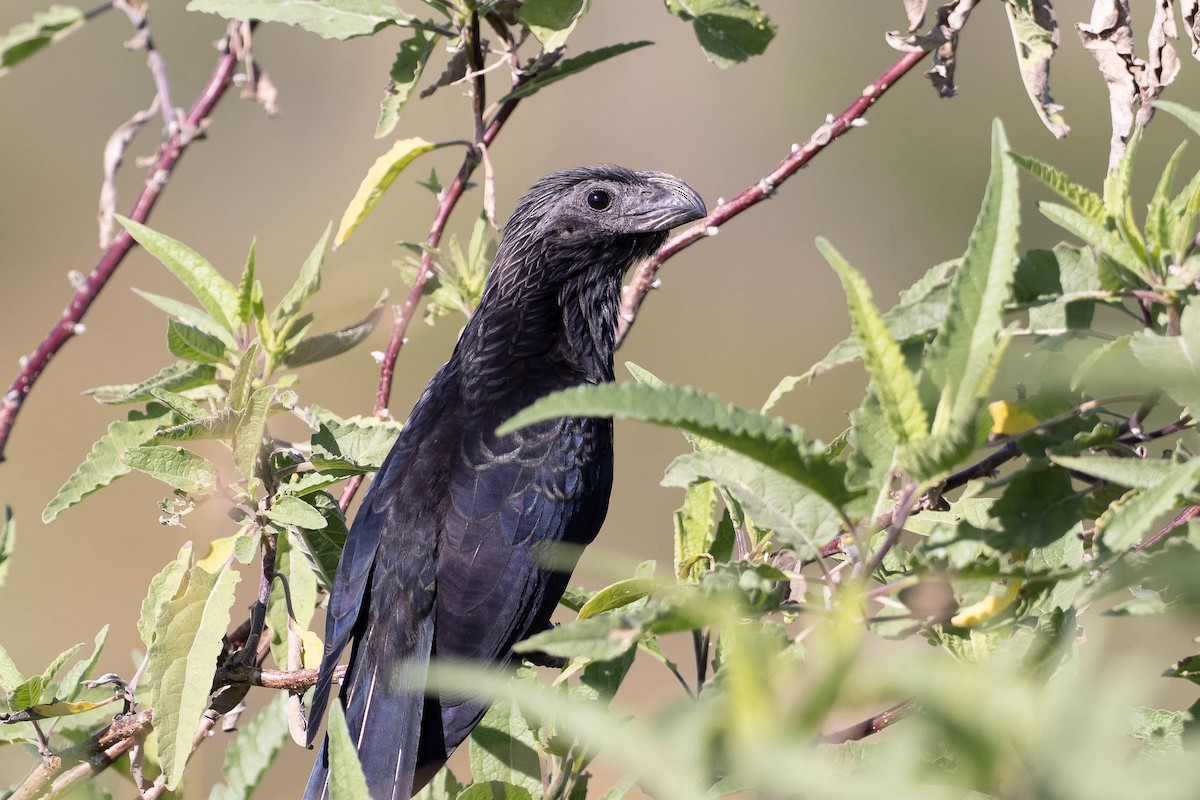 Groove-billed Ani - ML646160980