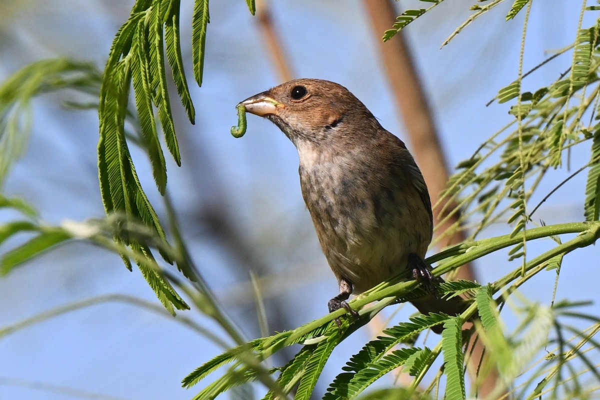 Indigo Bunting - ML646160988