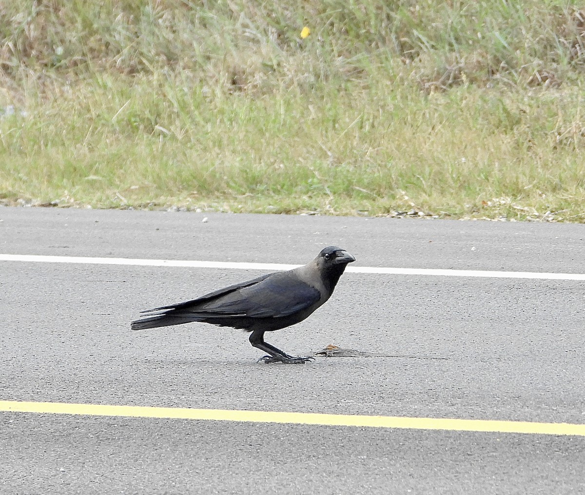 vrána domácí - ML646160999