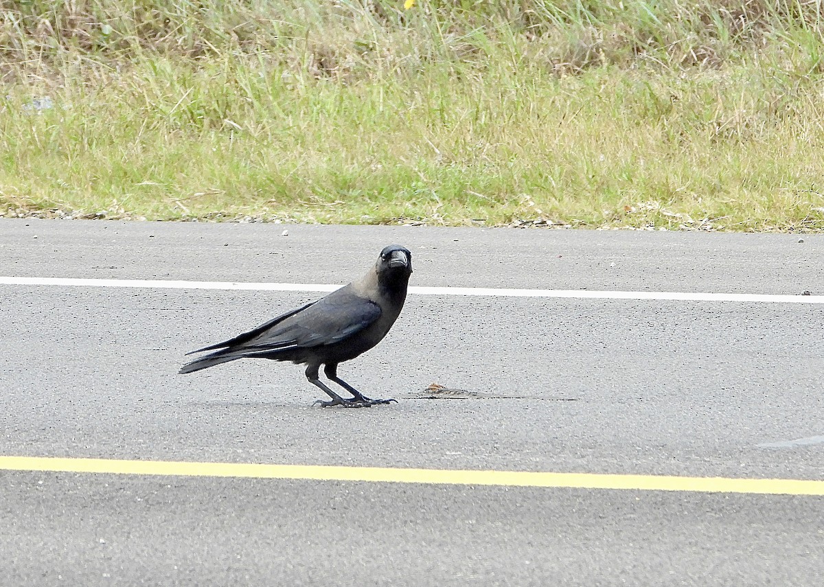 vrána domácí - ML646161000