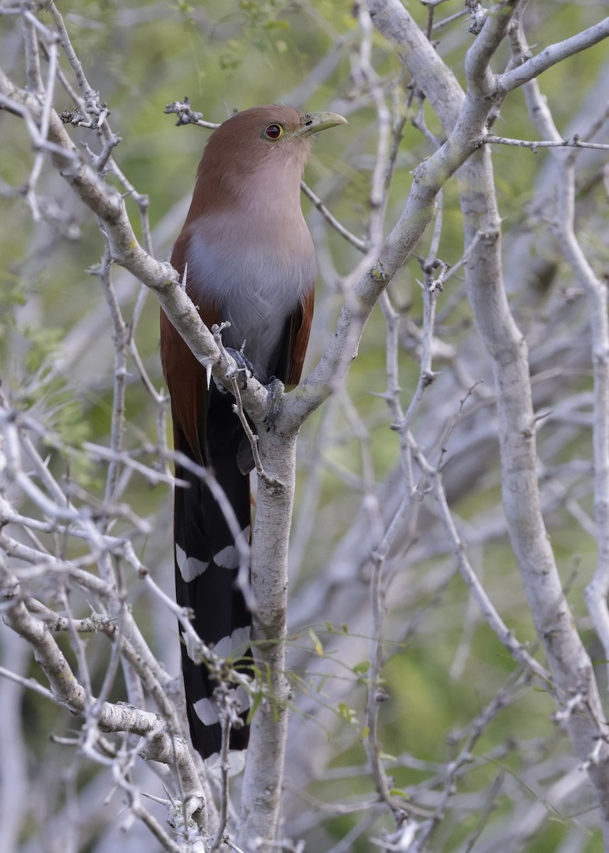 Common Squirrel-Cuckoo (Middle American) - ML646161009