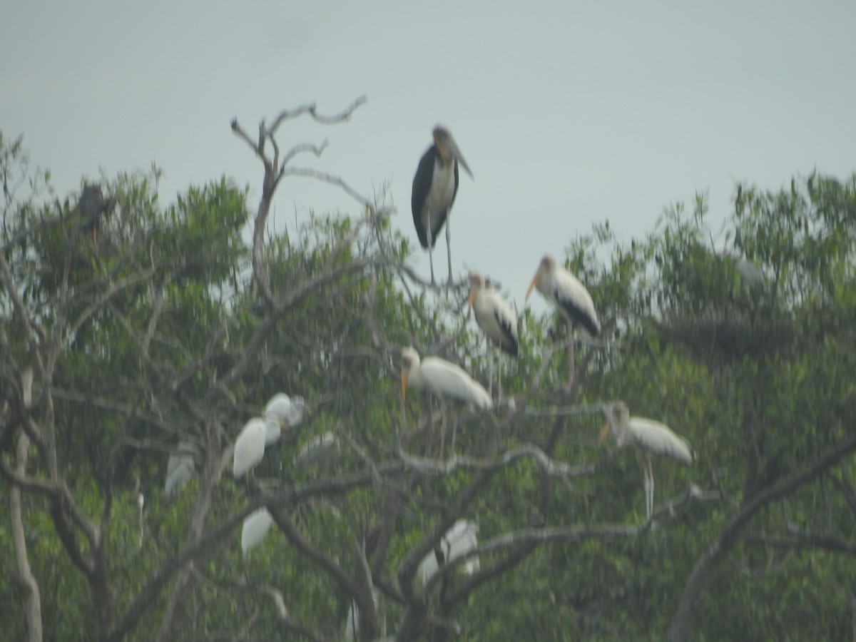 Great Egret - ML646161010